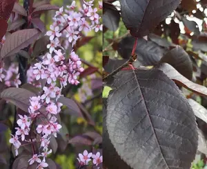 Direct Plants Prunus Padus Colorata Purple Leaf Flowering Cherry Tree 6ft Supplied in a 7.5 Litre Pot