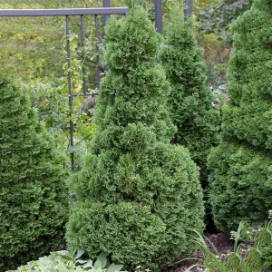 Gardeners Dream Thuja Holmstrup (9cm)