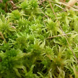 Fresh Sphagnum Moss- Live Moss 500g- Natural Sphagnum Moss Ideal for Terrariums, Live Plant Displays and Wreaths