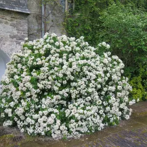 Choisya Ternata in 9cm Pot - Mexican Orange Blossom - Aromatic Evergreen Shrub