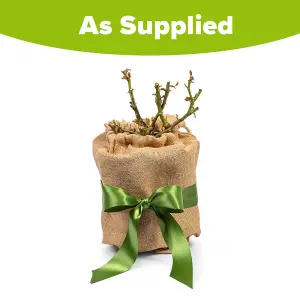 YouGarden Gift Wrapped Rose Climbing Starlight Symphony, 3L Potted Rose, Wrapped in a Hessian Bag, Ready to Plant