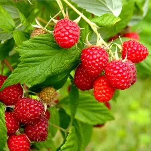 5 'Autumn Bliss' Red Raspberry Canes / Rubus Idaeus 'Autumn Bliss', Big & Tasty 3FATPIGS