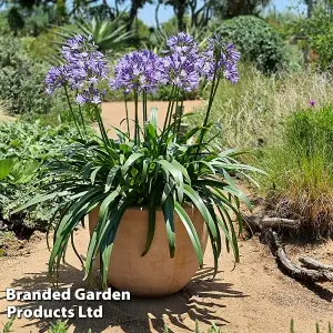 Agapanthus Midnight Moon 9cm Pot x 1