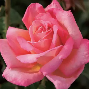 Rose Bush 'Chicago Peace' - Two-Toned Scented Rose Bush in 3 Litre Pot