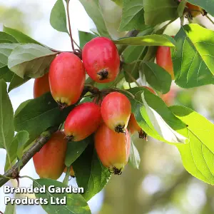 Grow Your Own Fruit  Malus (Crab Apple) John Downie 12 Litre Pot x 1