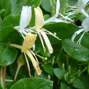 Lonicera Halliana Garden Plant - Fragrant Flowers, Compact Size (30-40cm Height Including Pot)