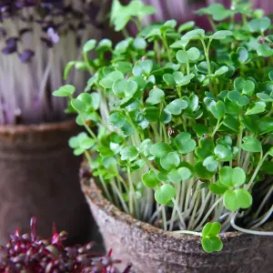 Microgreens Broccoli Green 1 Seed Packet