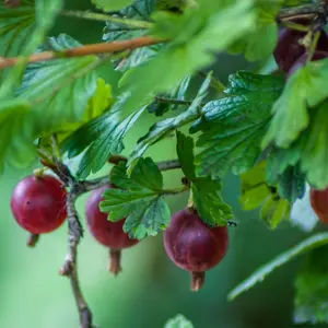 Mature Fruit Tree - Red Gooseberry Bush