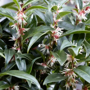 Sarcococca Hookeriana 'Winter Gem' Plant in a 4.6L Pot - Evergreen Christmas Sweetbox Plant