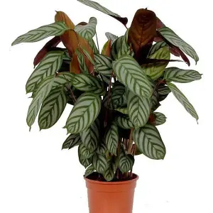 House Plant - Never Never Plant - Compact Star - 14 cm Pot size - 30-40 cm Tall - Ctenanthe - Indoor Plant