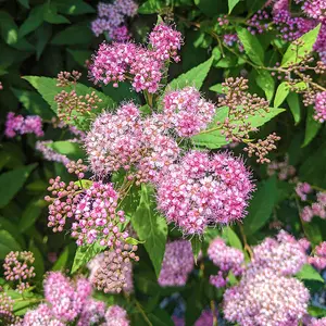 Spiraea Japonica Odensala 9cm Potted Plant x 1