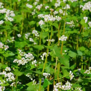 Green Manure Buckwheat 1 Seed Packet