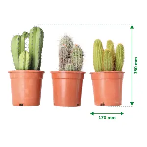 Verve Cactus mix in Plastic Grow pot 17cm