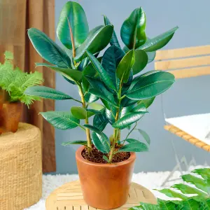 Ficus Robusta: Lustrous Leaf Indoor Plant, Effortless Care (30-40cm)