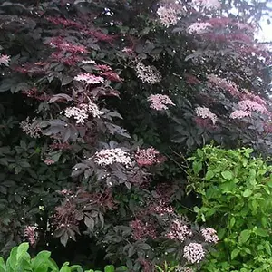 Sambucus Black Lace Elderberry - Deep Purple Foliage, Deciduous (15-30cm Height Including Pot)