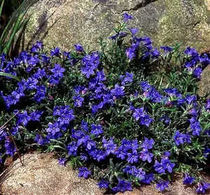 Lithodora Pure Blue - Outdoor Flowering Plant - Arrives Ready to Plant in a 13cm Pot