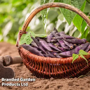 Bean Runner Black Knight 1 Packet (20 Seeds)