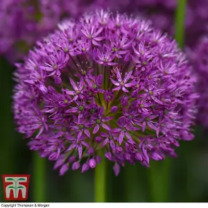 60 Allium Purple Sensation Bulbs