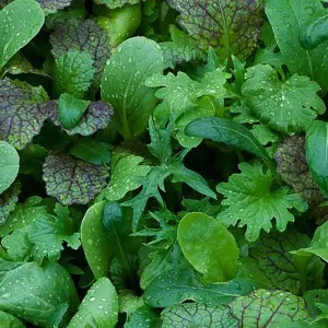 Salad Leaves Oriental Mustards 1 Seed Packet