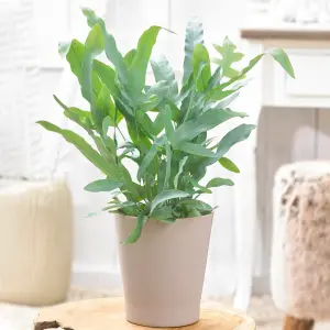 Phlebodium Blue Star Golden Polybody - Unique Indoor Fern Houseplant with Blue-Green Foliage (25-35cm)