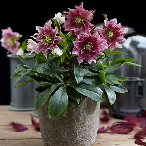 Helleborus orientalis Hello Amber 14cm Potted Plant x 2