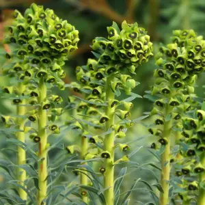 Euphorbia Black Pearl - Lime Green Cup-Shaped Flowers, Hardy Plant, Easy Care (15-30cm Height Including Pot)