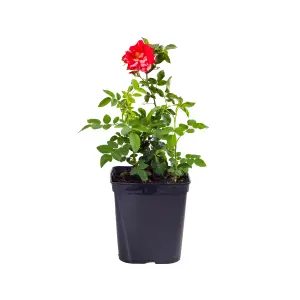 Harkness Roses, Rose Dublin Bay 3L or 4L Pot