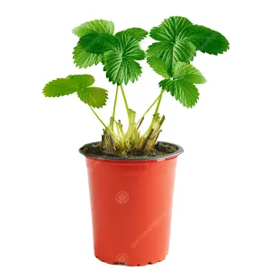 Strawberry Flamenco - Outdoor Fruit Plants for Gardens, Pots, Containers (9cm Pots, 10 Pack)