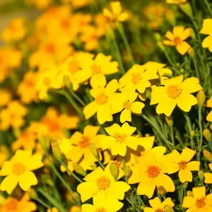 Tagetes Golden Gem 1 Seed Packet