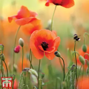 Poppy Promo New Kew Range 1 Packet (2000 Seeds)