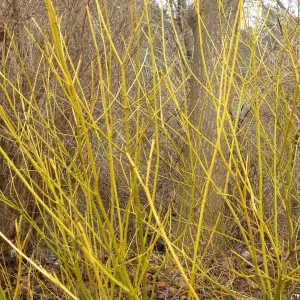 Cornus sericea Flaviramea 'Golden-Twig Dogwood' Bare Root Hedge Hedging Tree Plants (2-3ft, 5 Plants)