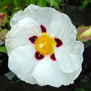 Cistus Alan Fradd - Evergreen, White Red and Yellow Flowers, Compact Size (10-30cm Height Including Pot)