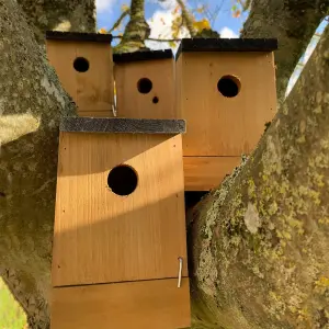 Traditional Wooden Bird Nest Box Birdhouses with Removable Bases (Set of 4)