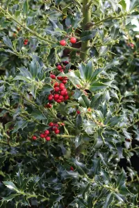 Ilex aquifolium 'Alaska' in 9cm Pot - English Holly Plant - Dark Green Foliage