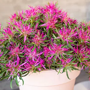 Azalea Starstyle in a 19cm Pot