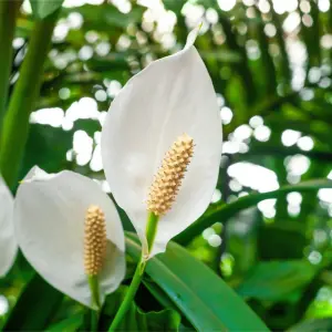 Spathiphyllum Peace Lily Alana - Air Purifying House Plant in 13cm Pot