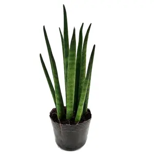 House Plant - Snake Plant - Cylindrica - 6 cm Pot size - 10-20 cm Tall - Sansevieria Trifasciata - Indoor Plant