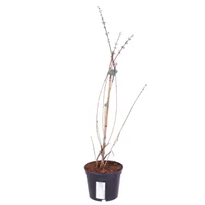 White Forsythia (Abeliophyllum distichum) Flowering Tree Shrub in 2L Pot