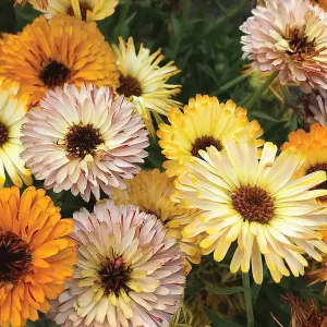 Calendula officinalis Playtime Mix 1 Seed Packet (75 Seeds)