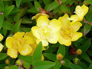 1-2ft Hypericum 'Hidcote' St John's Wort Field Grown Bare Root Hedging Plants Tree Whip Sapling - Pack of 10