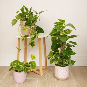 House Plant - Devil's Ivy - Golden Pothos - 12 cm Pot size - 10-20 cm Tall - Epipremnum Pinnatum Aureum - Indoor Plant