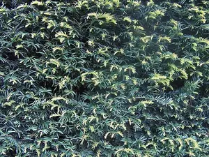 20-30cm Yew (Taxus Baccata) Evergreen Bare Root Hedging Plants - Pack of 10