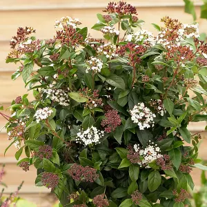 Evergreen Shrub collection - year round colour 6 plants in 9cm pots