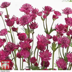 Astrantia major Censation™ Milano 1 Bare Root Plant