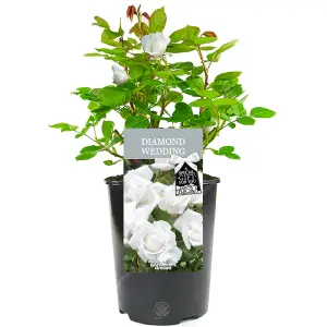 Diamond Wedding 60th Anniversary White Rose - Outdoor Plant, Ideal for Gardens, Compact Size