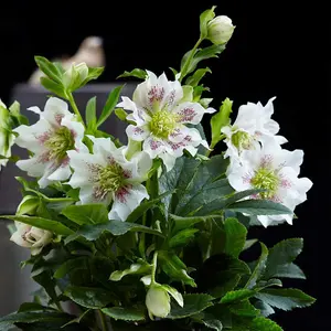 Helleborus orientalis Hello Pearl 14cm Potted Plant x 2