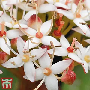 Cornus alba Kesselringii (White Dogwood 9cm Pot x 1