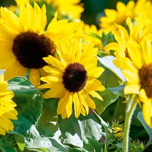 Sunflower F1 Suntastic Yellow 1 Seed Packet (20 Seeds)