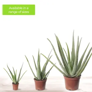 Aloe Vera - Low-Maintenance Indoor Succulent Plant for Home Décor (60-70cm Height Including Pot)