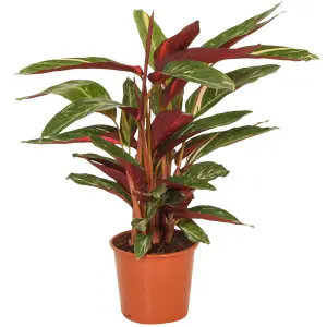 Calathea Magicstar - Striking Foliage, Indoor Houseplant (12cm, 30-40cm)